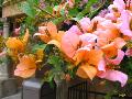 Orange King Bougainvillea / Bougainvillea spectabilis 